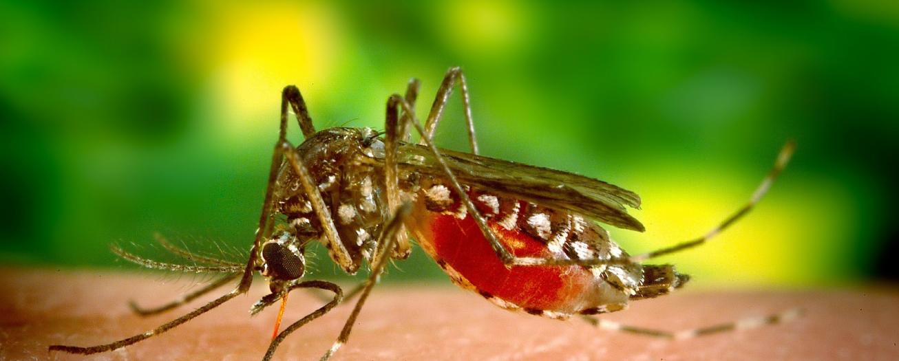 Distrito de Tacares presenta la mayor cantidad de casos de dengue en el cantón